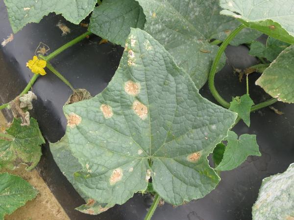 Cucumber Disease Treatment: Complete Guide to Healthy Plants