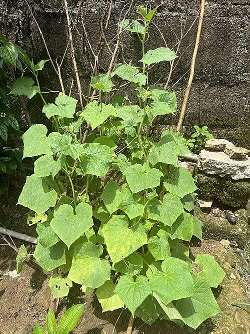 Cucumber Growing Guide From Seeds to Harvest - Cucumber guide and tips by Plantlyze plant experts