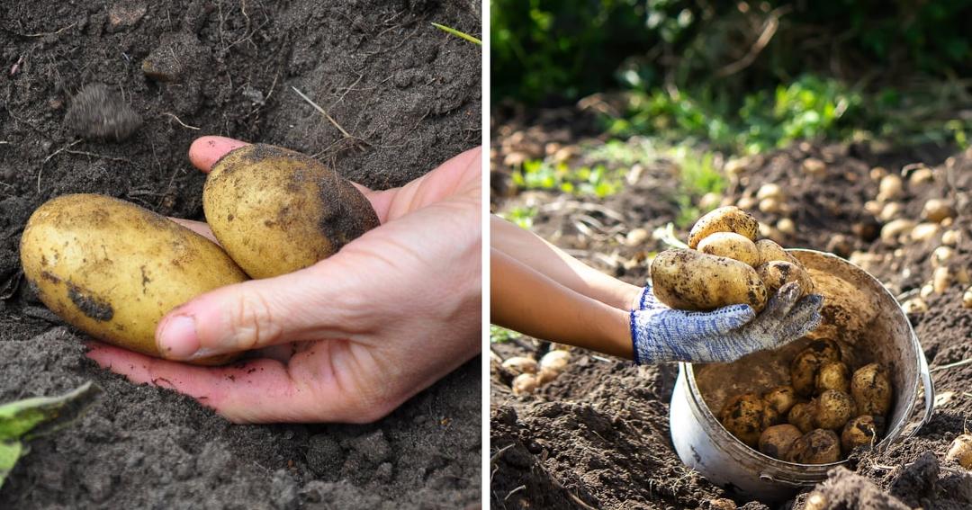 How to Harvest Potatoes: The Complete Guide for Gardeners