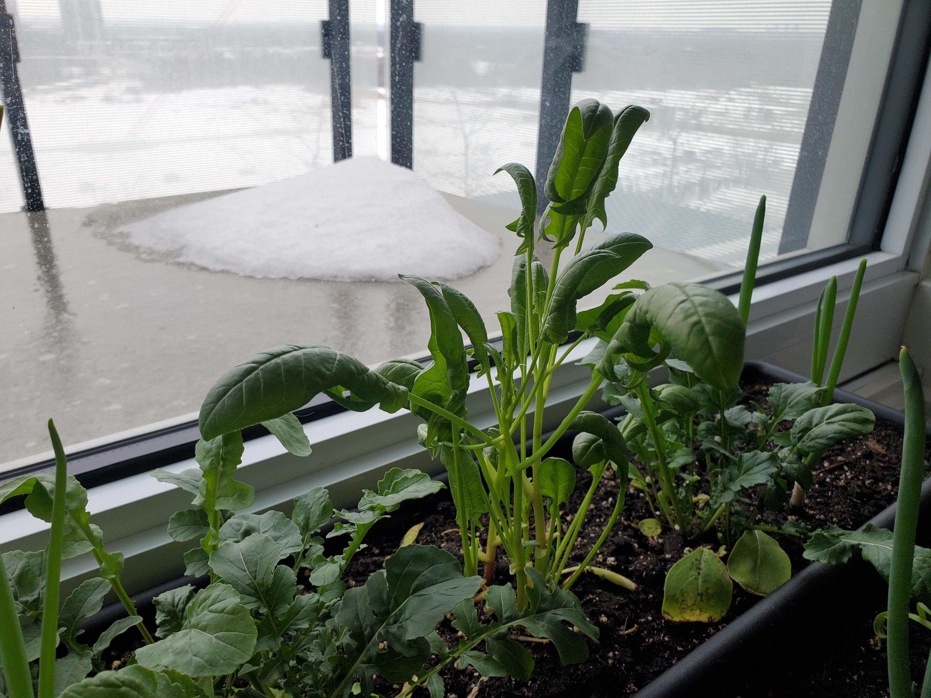 Why Are Spinach Leaves Curling Causes and Easy Fixes - plant care guide and tips by Plantlyze plant experts