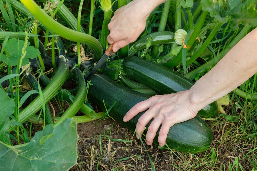 How to Harvest Zucchini: Master the Timing and Technique