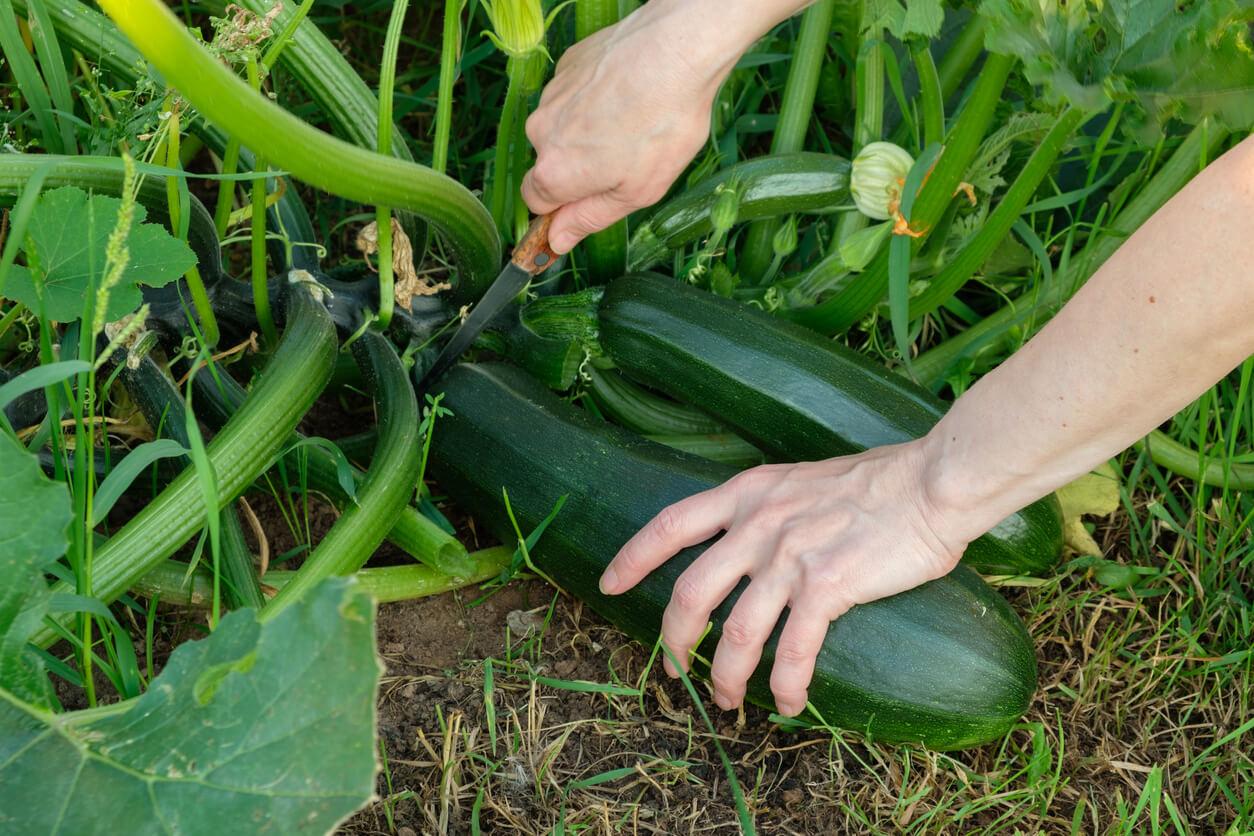 How to Harvest Zucchini Master the Timing and Technique - plant care guide and tips by Plantlyze plant experts