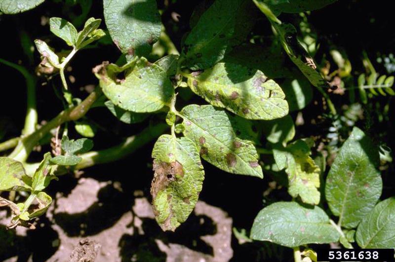 Complete Guide to Potato Early Blight - plant care guide and tips by Plantlyze plant experts