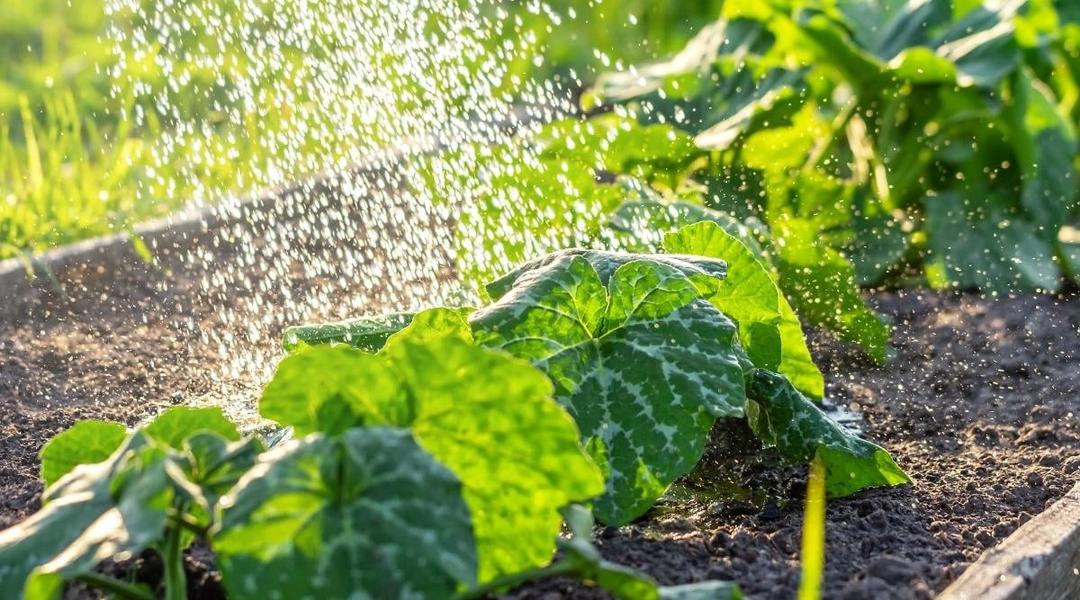 Zucchini Watering Guide: How Much & How Often