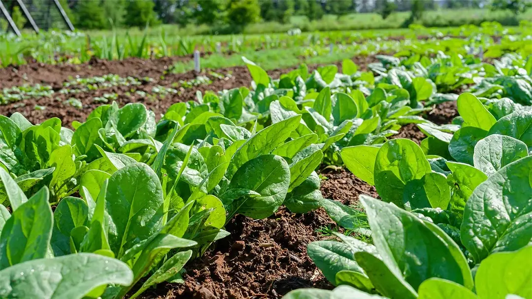 Best Fertilizer for Spinach: Simple Feeding