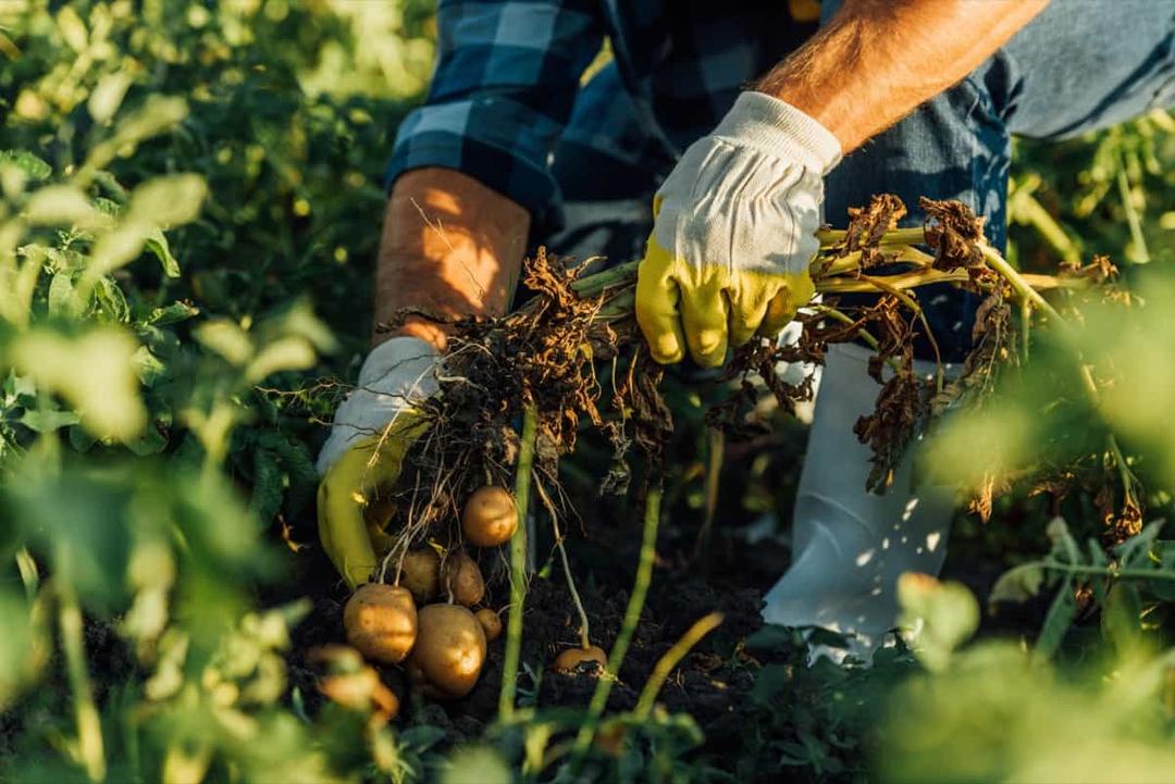 Organic Potato Disease Control: Sustainable Management Guide
