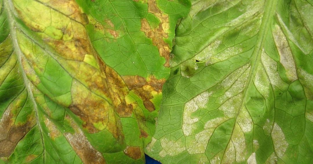 Spinach Downy Mildew: How to Spot It and Save Your Crop