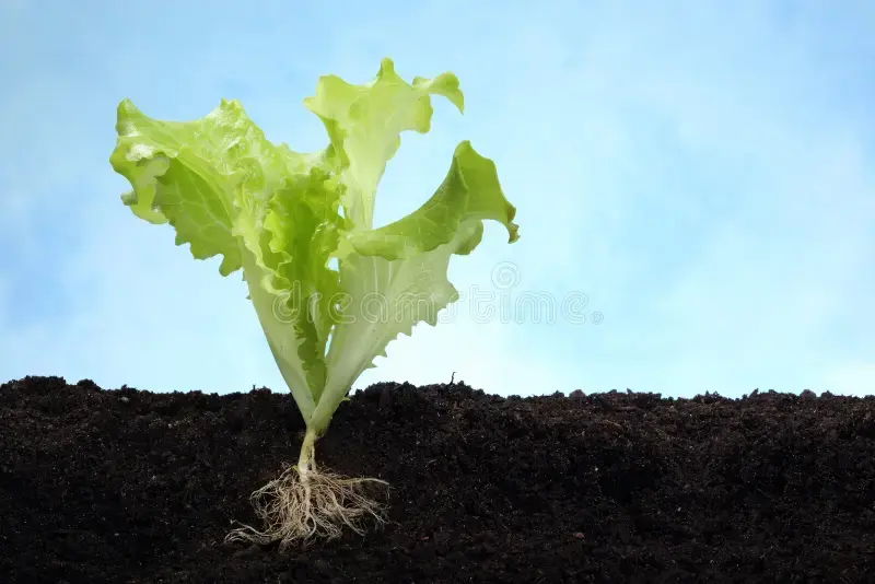 Best Soil for Lettuce Create the Perfect Growing Medium - plant care guide and tips by Plantlyze plant experts