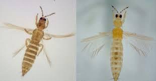 Onion Thrips: How to Spot, Stop and Save Your Crop