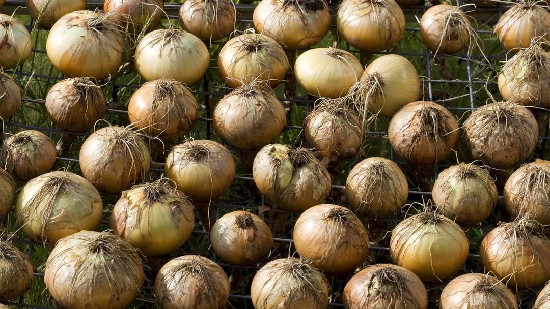 Why Are My Onions Not Growing? 10 Causes and How to Fix Them