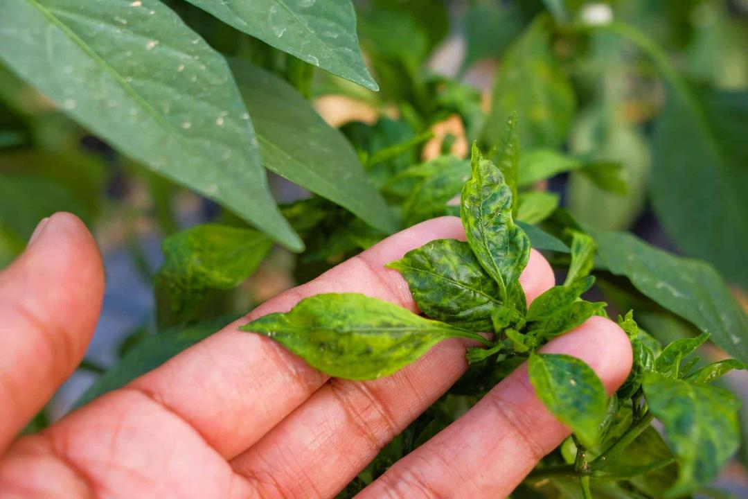 Pepper Disease Identification: Complete Guide