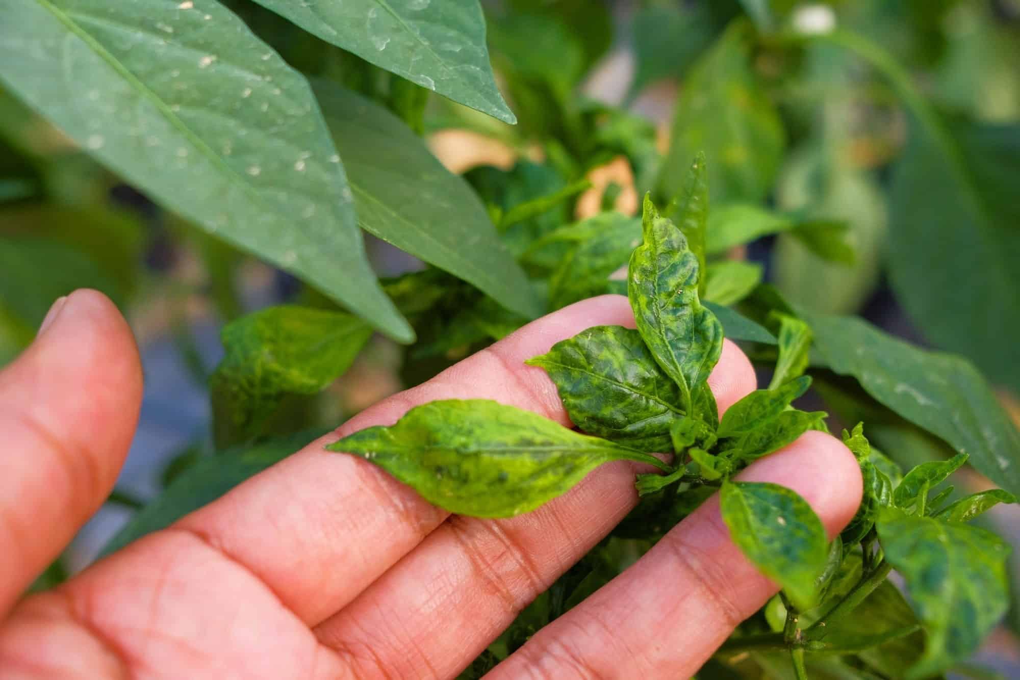 Pepper Disease Identification Complete Guide to Spotting and Stopping Plant Problems - plant care guide and tips by Plantlyze plant experts