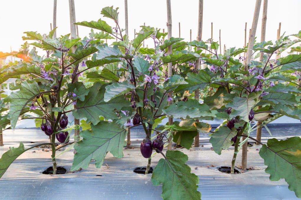 Complete Guide to Eggplant Disease Prevention - plant care guide and tips by Plantlyze plant experts