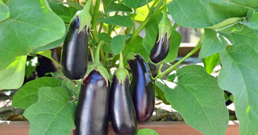 Eggplant Plant Care Guide: From Seed to Harvest