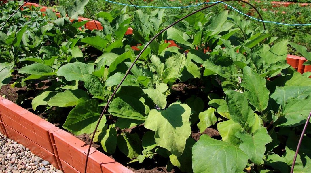 Eggplant Planting Depth: from Seed to Garden Success