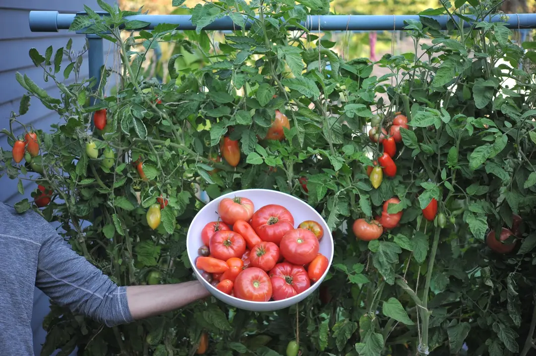 How to Grow Tomatoes: Complete Guide from Seed to Harvest