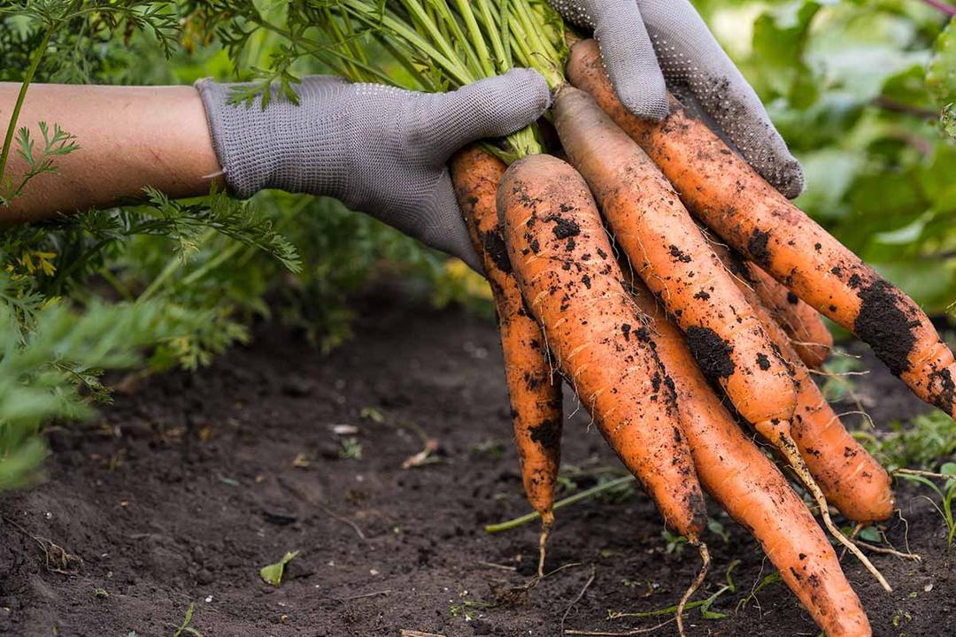 How to Harvest Carrots at the Perfect Time