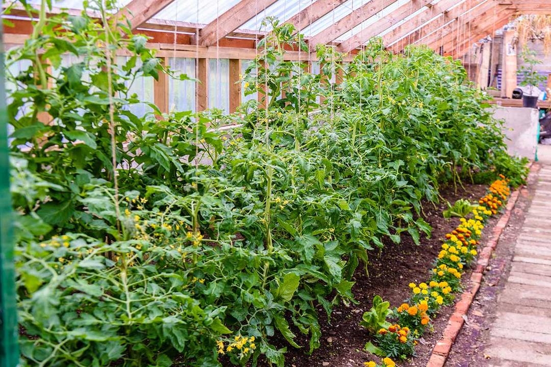 Tomato Companion Planting Guide: Plants That Grow Together