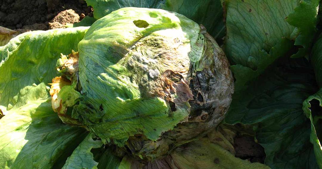 How to Identify Lettuce Diseases Early and Prevent Crop Loss