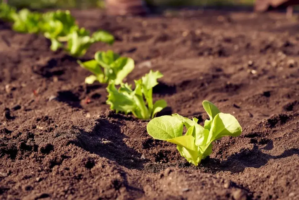 How to Grow Lettuce The Complete Guide from Seed to Harvest - grow lettuce guide and tips by Plantlyze plant experts