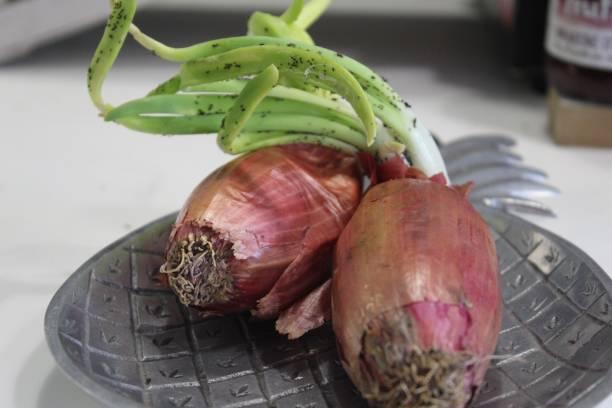 Onion Root Rot: How to Spot, Prevent and Fix