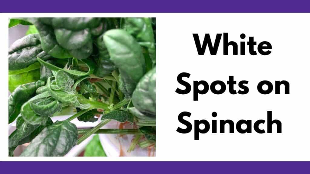 Identifying White Spots on My Spinach Leaves and Fixing Them