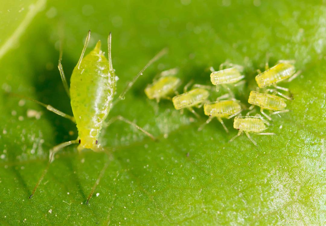 Spinach Aphids: Spot Them and Keep Your Crop Aphid Free