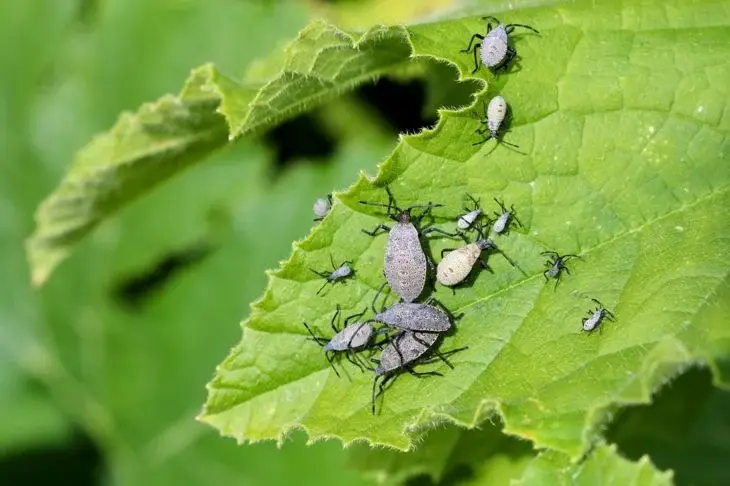 Complete Zucchini Pest Control Guide - eliminate garden guide and tips by Plantlyze plant experts