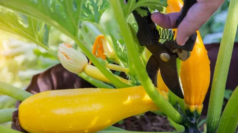 How to Prune Zucchini: Increase Yield