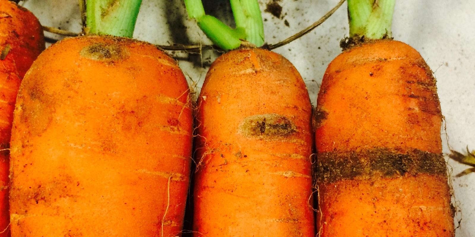 Carrot Common Scab Prevention Diagnosis and Management Guide - pull roots guide and tips by Plantlyze plant experts