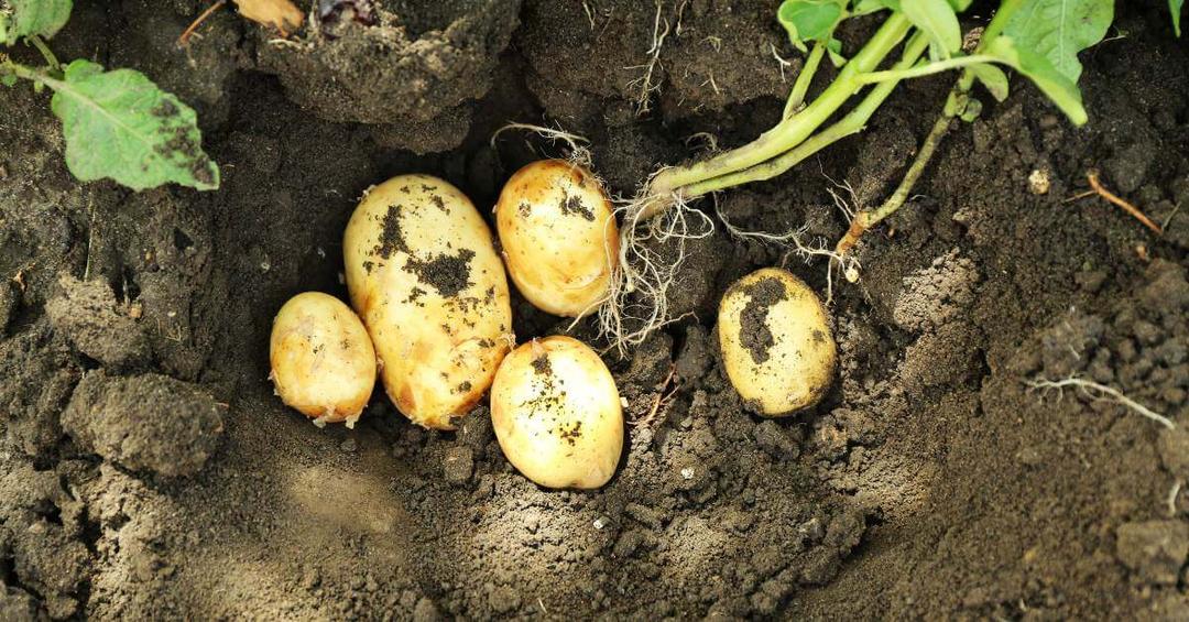 The Best Soil for Growing Potatoes