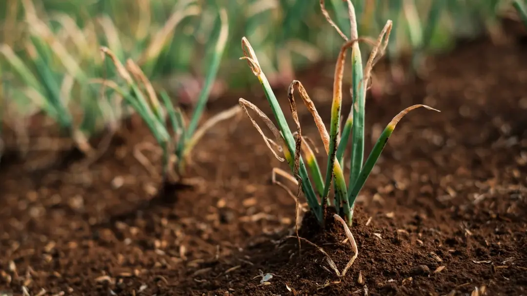 Why Are My Onions Wilting? Causes and Fixes