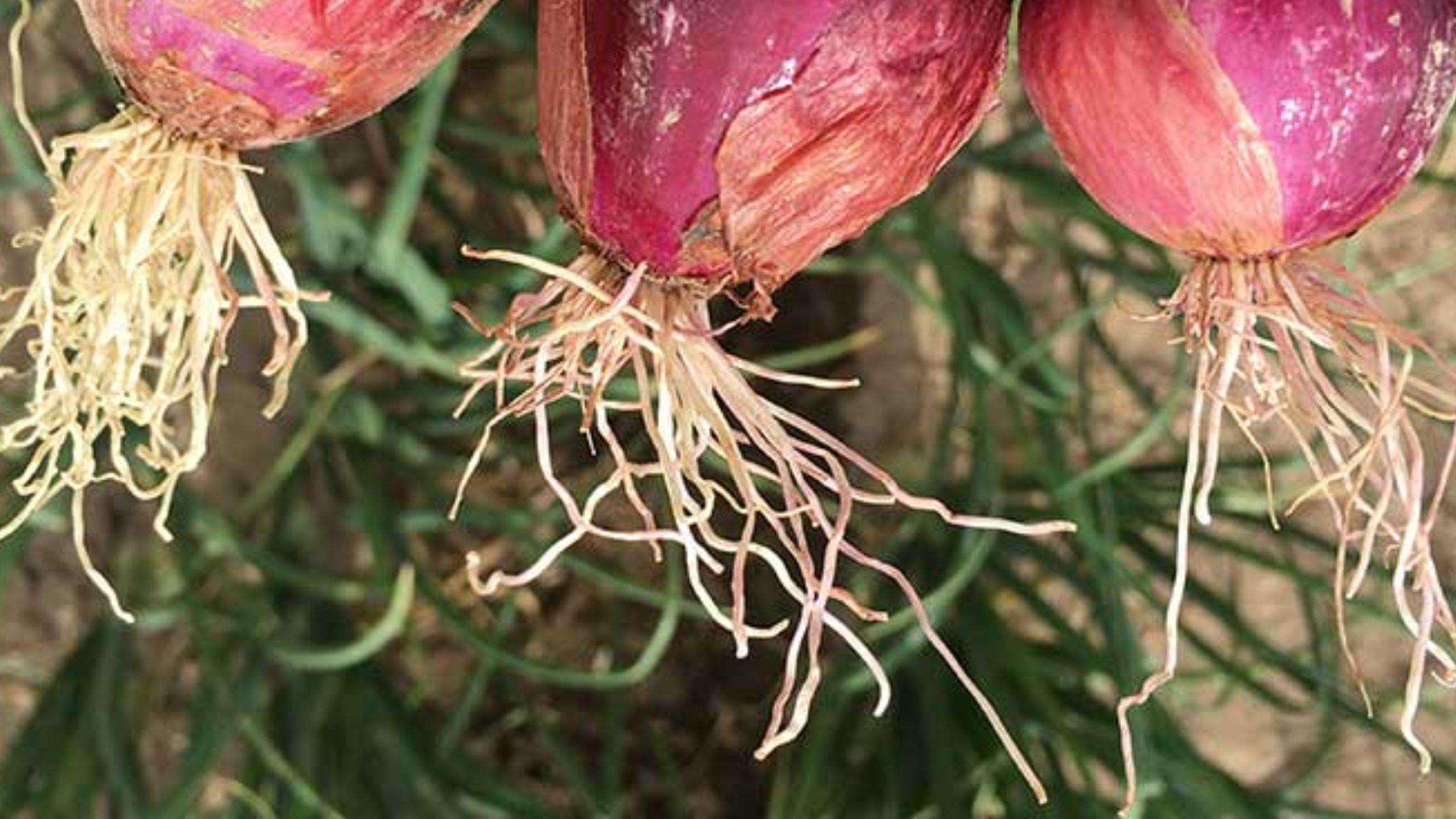 Onion Pink Root What It Is and How to Stop It - plant care guide and tips by Plantlyze plant experts