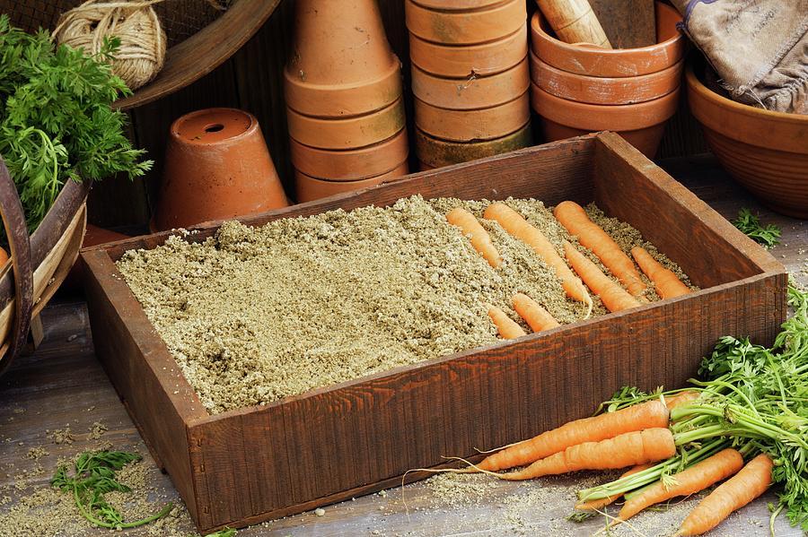Carrot Storage Tips How to Keep Roots Fresh and Crisp