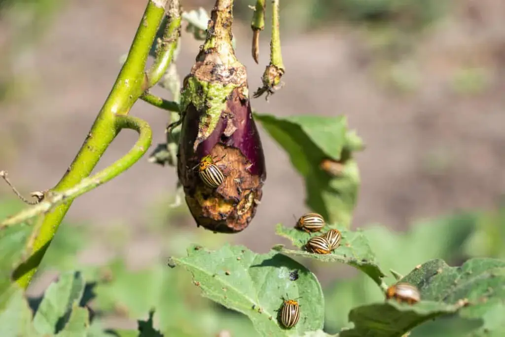 How to Control Eggplant Pests A Complete Guide - plant care guide and tips by Plantlyze plant experts