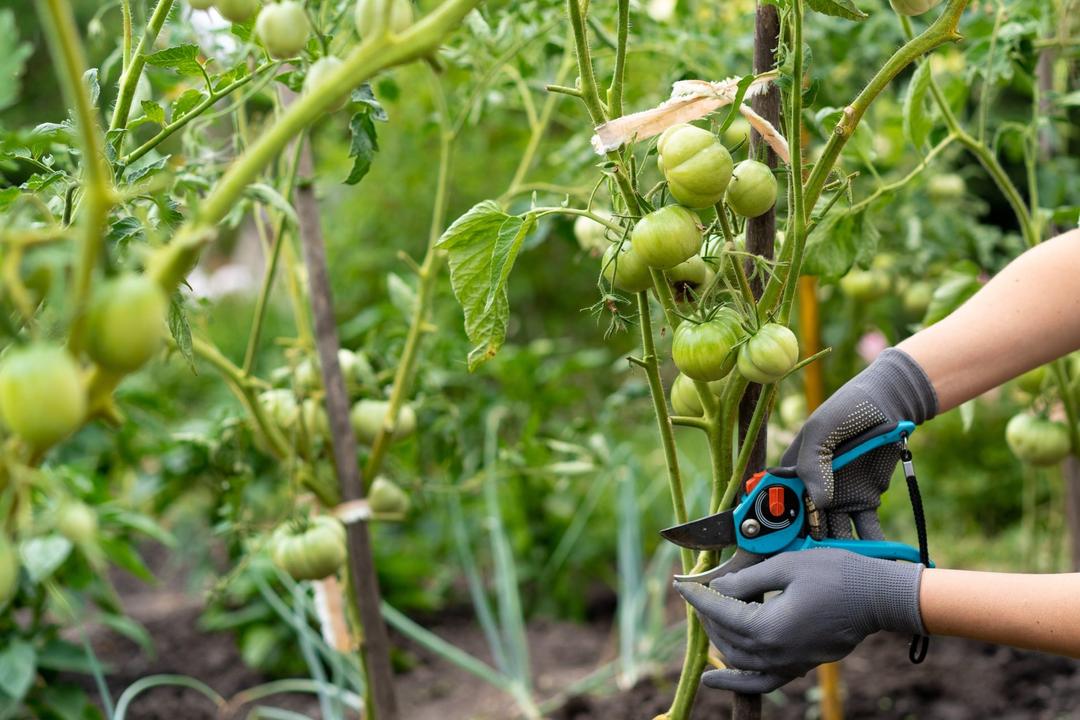 How to Prune Tomatoes: Better Fruit and Healthier Plants