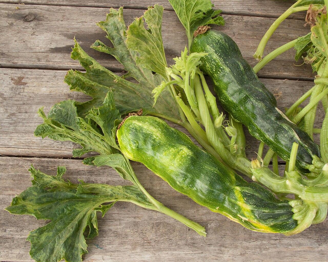 Zucchini Mosaic Virus: Prevention & Management Guide