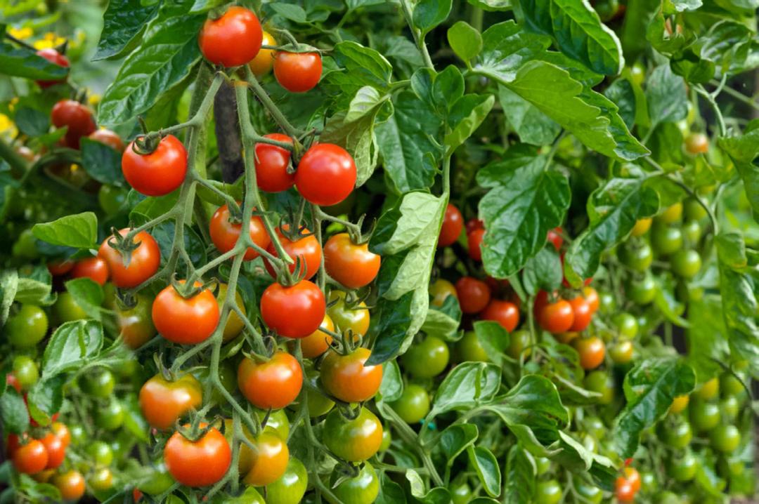 Determinate vs Indeterminate Tomatoes: Which Type to Grow