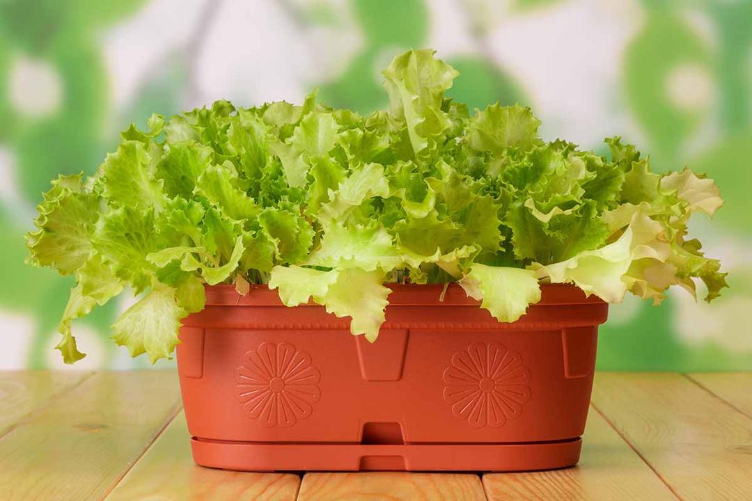 How to Grow Lettuce Indoors: Your Guide to Fresh Greens