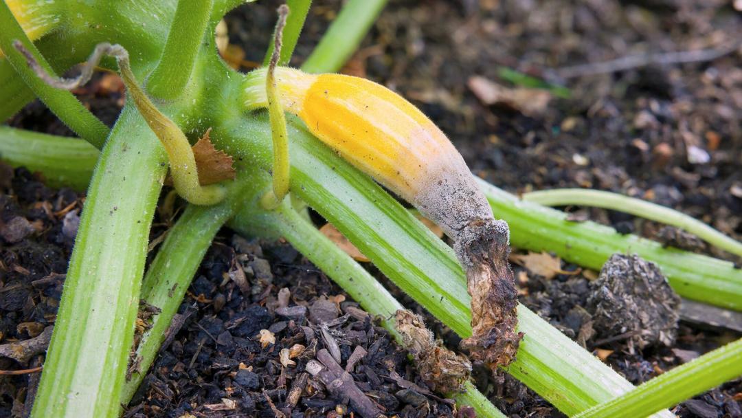 Zucchini Disease Identification: Spot Problems Early
