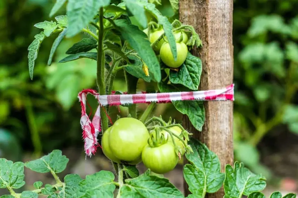 How to Stake Tomatoes: Best Methods