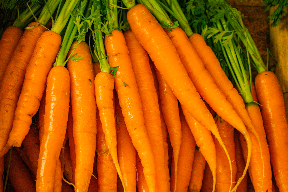 The Complete Guide to Carrot Plant Care - plant care guide and tips by Plantlyze plant experts