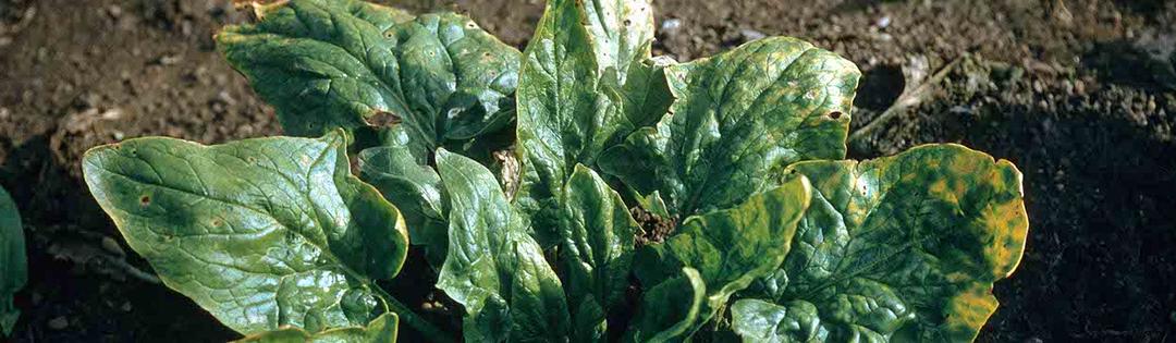 Spinach Diseases: Common Spinach Leaf Problems
