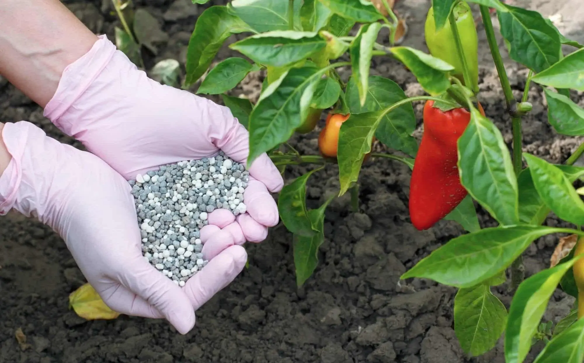 The Complete Pepper Fertilizer Guide Feeding Your Plants - plant care guide and tips by Plantlyze plant experts