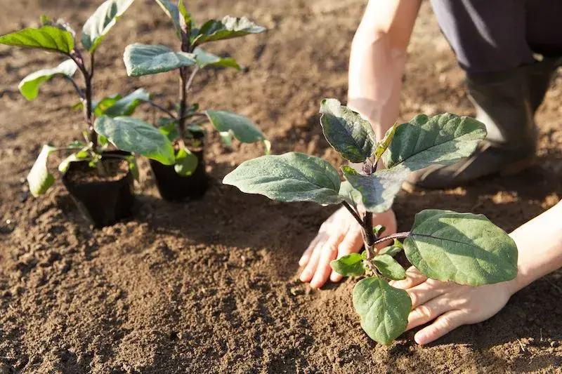 When to Plant Eggplant A Complete Growing Guide - plant care guide and tips by Plantlyze plant experts
