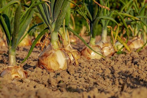 Onion Sunlight Needs: How Much Light for Big Healthy Bulbs