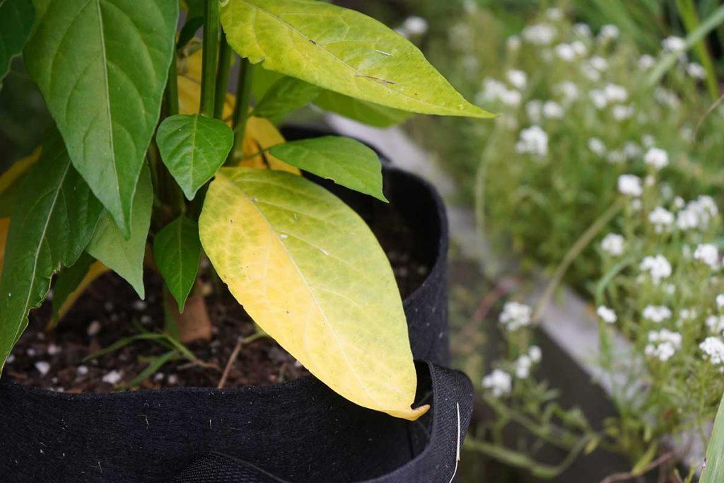 Pepper Nutrient Deficiency: Complete Guide