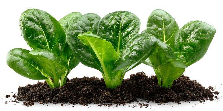 The Best Soil for Spinach How to Prepare Your Garden - plant care guide and tips by Plantlyze plant experts