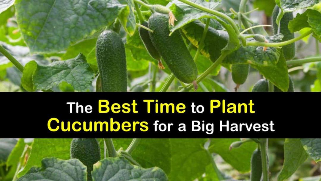 When to Plant Cucumbers: Timing Guide for Maximum Harvests