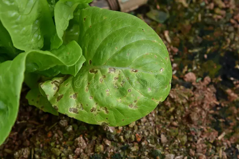 Lettuce Leaf Spot How to Identify Preven and Treat - lettuce leaf guide and tips by Plantlyze plant experts